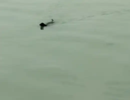 The dog's going to be exhausted in the Yangtze