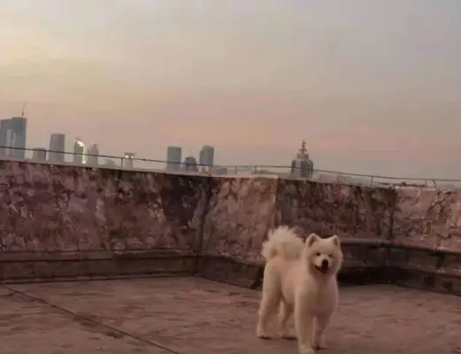 Shenzhen Samoye fixed the price of a dog-to-do? A 55-day dog training programme customized for a funny pet