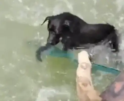 The dog's going to be exhausted in the Yangtze
