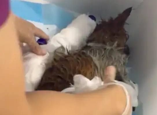 The stray dog was hit by a car in the rain, with multiple fractures of his neck