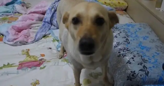 Silly eyes! Dogs wet their beds and they use their ass to destroy evidence