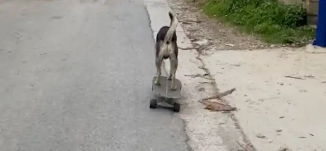 The dog pulls over on the side of the skateboard and goes to the bathroom