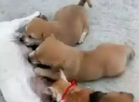 You know, the baby dog's got a problem with breast-milk and he's always here