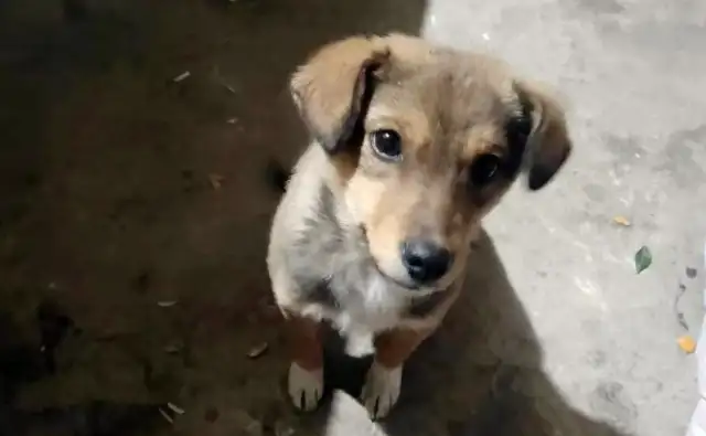 That shivering stray dog, don't worry about starving