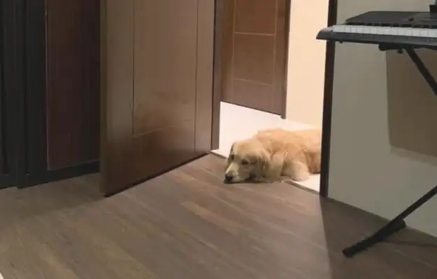 Goldhound wants to stay with the sick owner and stick to the bitter agreement to use a way to guard him