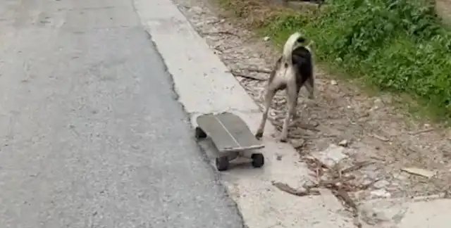 The dog pulls over on the side of the skateboard and goes to the bathroom