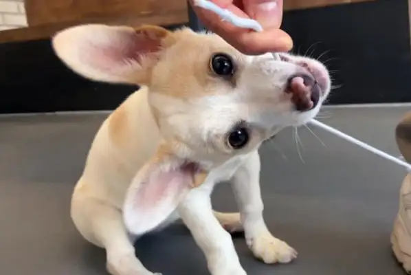 The dog was abandoned twice in a row and gradually became humbled