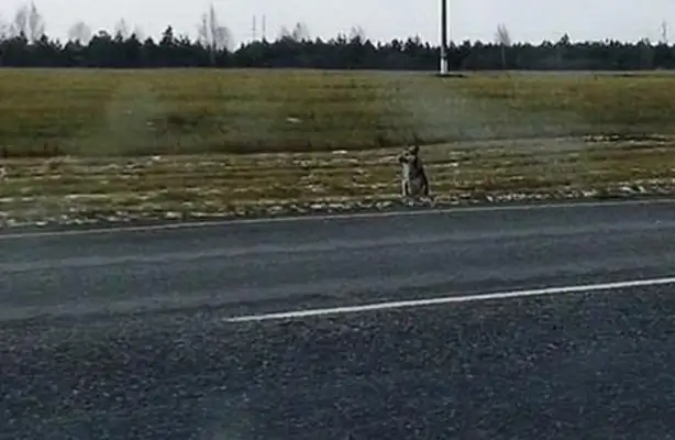 The owner died in a car accident, and the Siberian version of