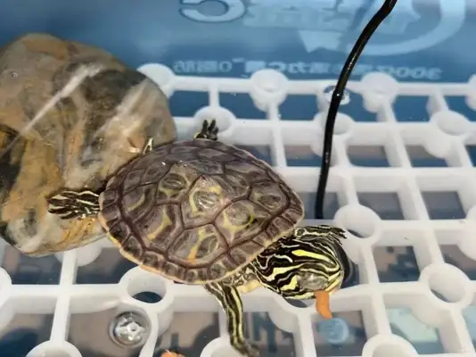 What if the turtle is blinded? Share a safe and secure approach