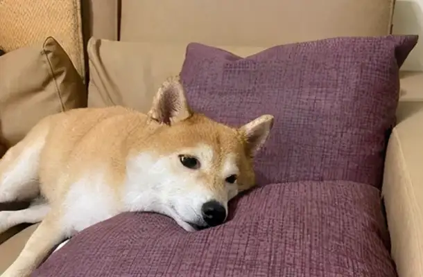 The master showed it to the dog with man-made fur, and he ran away with his leg