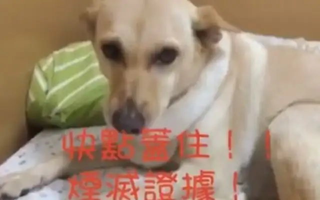 Silly eyes! Dogs wet their beds and they use their ass to destroy evidence