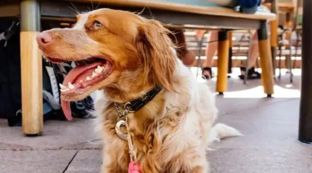 The Sydney Opera used dogs to help rid the gulls