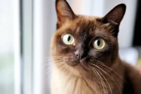 Cat potassium haematology: symptoms, causes and treatment