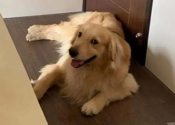 Goldhound wants to stay with the sick owner and stick to the bitter agreement to use a way to guard him
