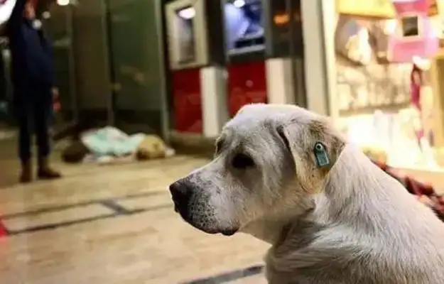 A stray dog sneaks into a store to warm up, and his eyes are so clear that he can't stand to drive, but he's at the top