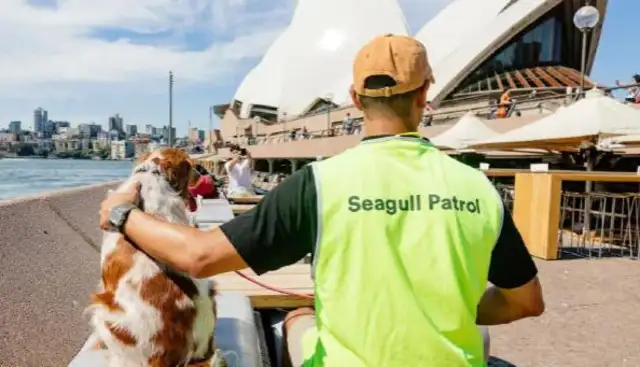 The Sydney Opera used dogs to help rid the gulls