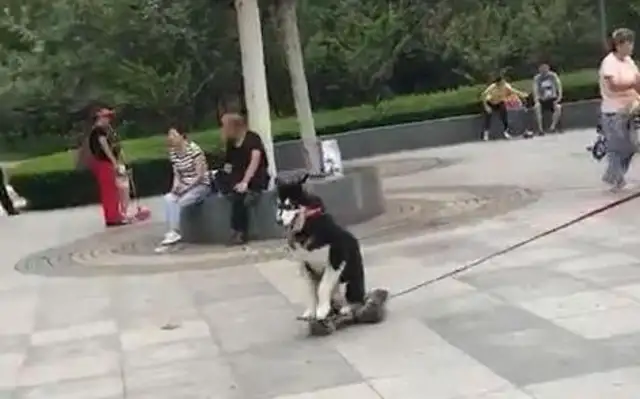 Husky loves skateboards, and the owner walks with the skateboards