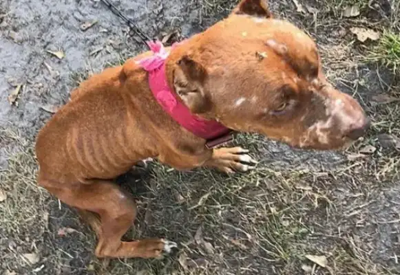 The dog was abused, the shelter was taken over, no one dared to adopt because of his temper