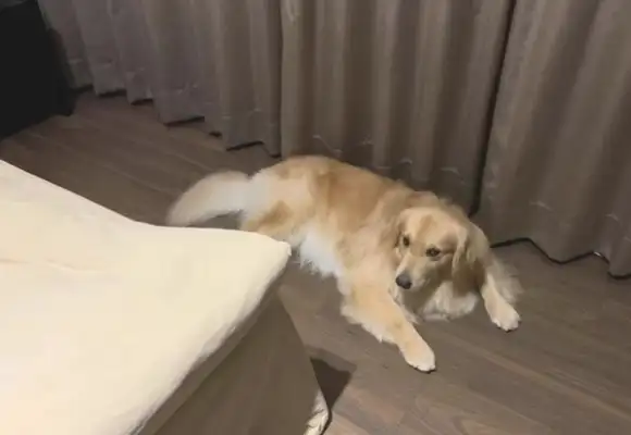Goldhound wants to stay with the sick owner and stick to the bitter agreement to use a way to guard him