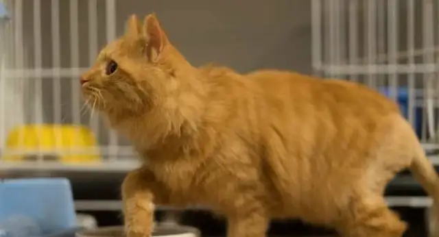 The orange cat lures the dog to the pit. Cat: Come on, jump and eat
