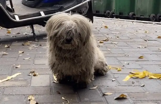 A stray dog sneaks into a store to warm up, and his eyes are so clear that he can't stand to drive, but he's at the top