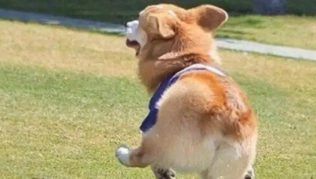 Some of the most caring dogs, who has a big head, please don't step on it