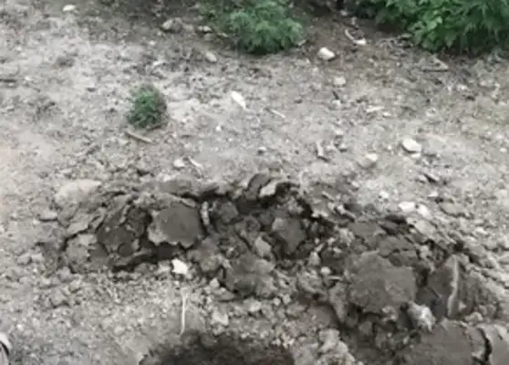 The orange cat lures the dog to the pit. Cat: Come on, jump and eat