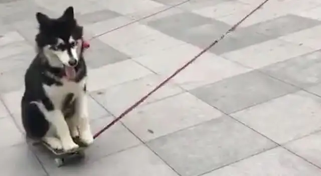 Husky loves skateboards, and the owner walks with the skateboards