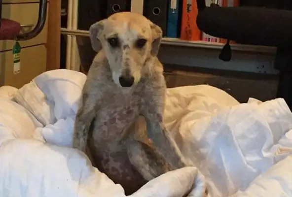 The dog was abused, the shelter was taken over, no one dared to adopt because of his temper