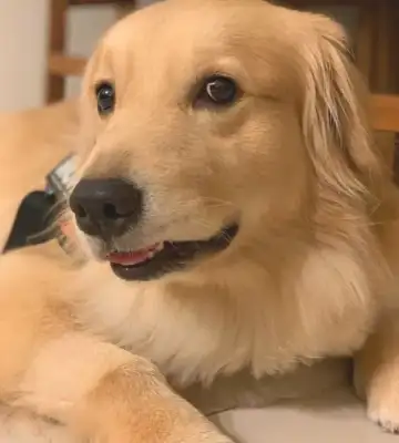 Goldhound wants to stay with the sick owner and stick to the bitter agreement to use a way to guard him