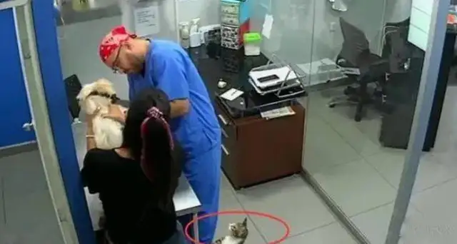 The master took the dog to the inoculation