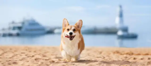 Grandmother fell on her leg and couldn't walk. The dog buys her food every day. It's an admirable and painful dry figure