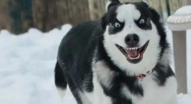 Some of the most caring dogs, who has a big head, please don't step on it