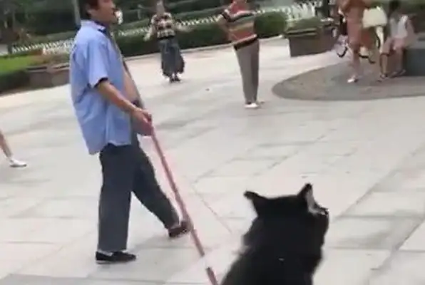 Husky loves skateboards, and the owner walks with the skateboards