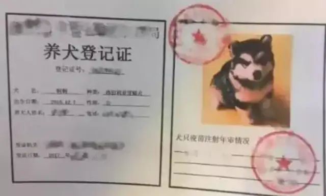 What about the Shanghai Dog Certificate