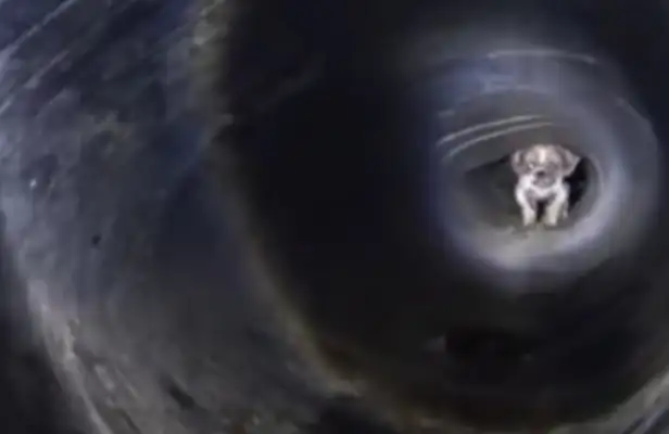 Dogs fall into drains, make a living with dirty water and garbage, and they can't cry at that moment