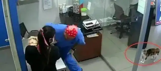 The master took the dog to the inoculation