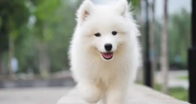 Some of the most caring dogs, who has a big head, please don't step on it