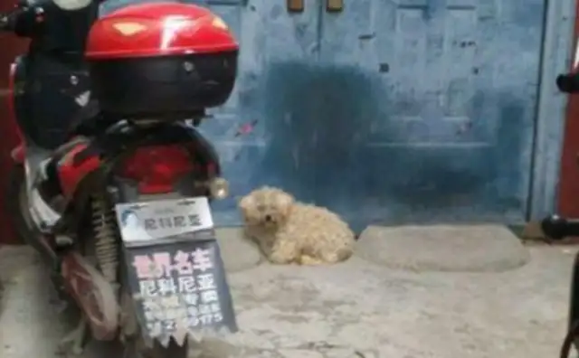 The owner threw the dog at the door, and the next neighbor couldn't stand it