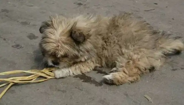 A stray dog sneaks into a store to warm up, and his eyes are so clear that he can't stand to drive, but he's at the top