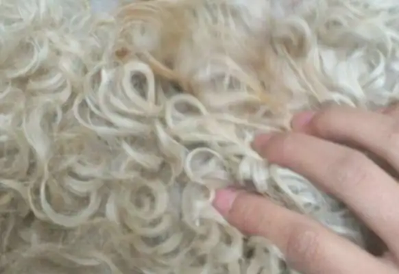 The owner threw the dog at the door, and the next neighbor couldn't stand it