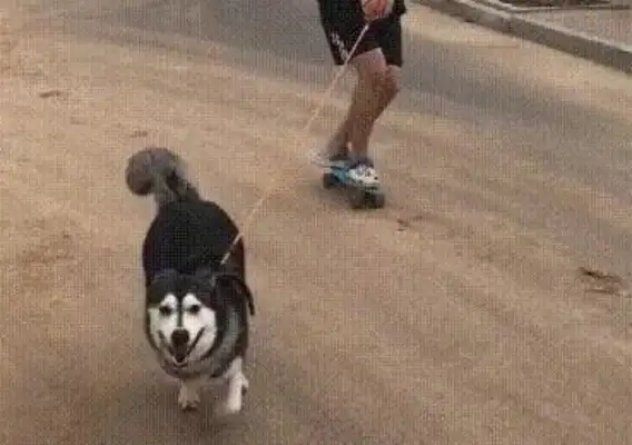 Husky loves skateboards, and the owner walks with the skateboards