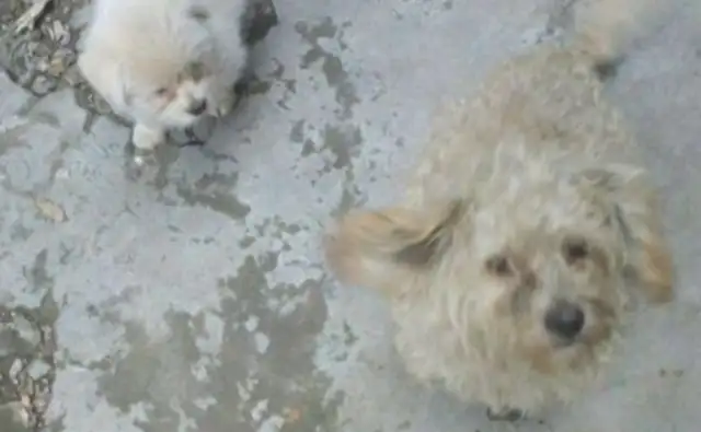 The owner threw the dog at the door, and the next neighbor couldn't stand it