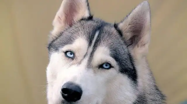 The King of Dogs appeared in the park, and the other dogs were afraid to breathe