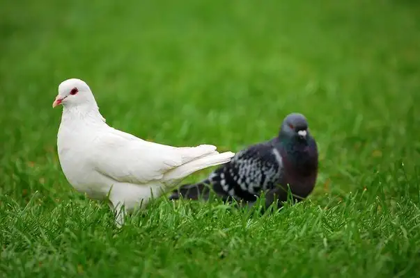 It's the most effective way to get a pigeon's cyst. Try these