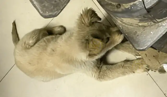 A stray dog sneaks into a store to warm up, and his eyes are so clear that he can't stand to drive, but he's at the top