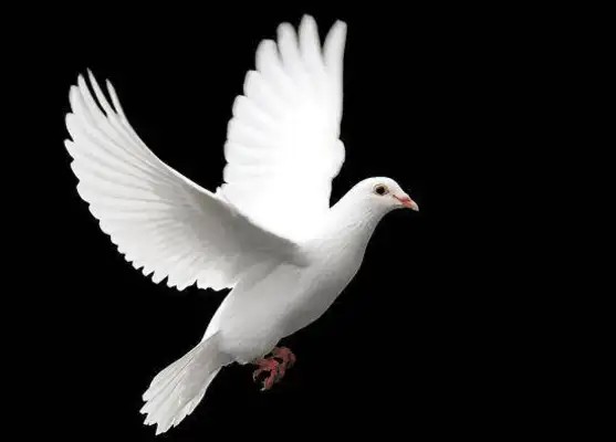 It's the most effective way to get a pigeon's cyst. Try these