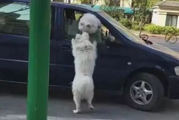 Unlike a dog, the missing Samoye is waiting on the street for the master