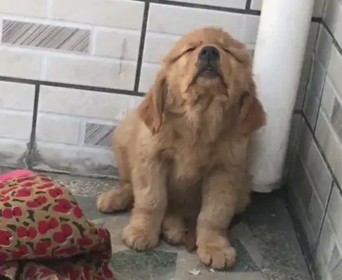 After the dog accident, he didn't sleep at dinner all day