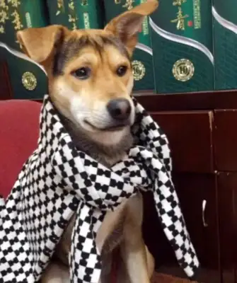 Two years of dog loss, 55 days for the patient and a thousand dollars for the dog